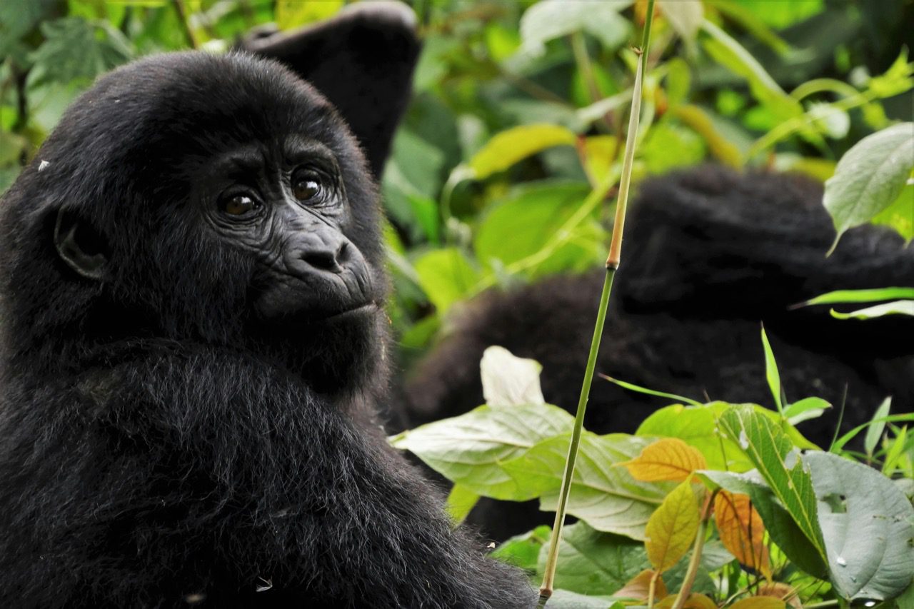 The Best Gorilla Trekking Tours in Uganda