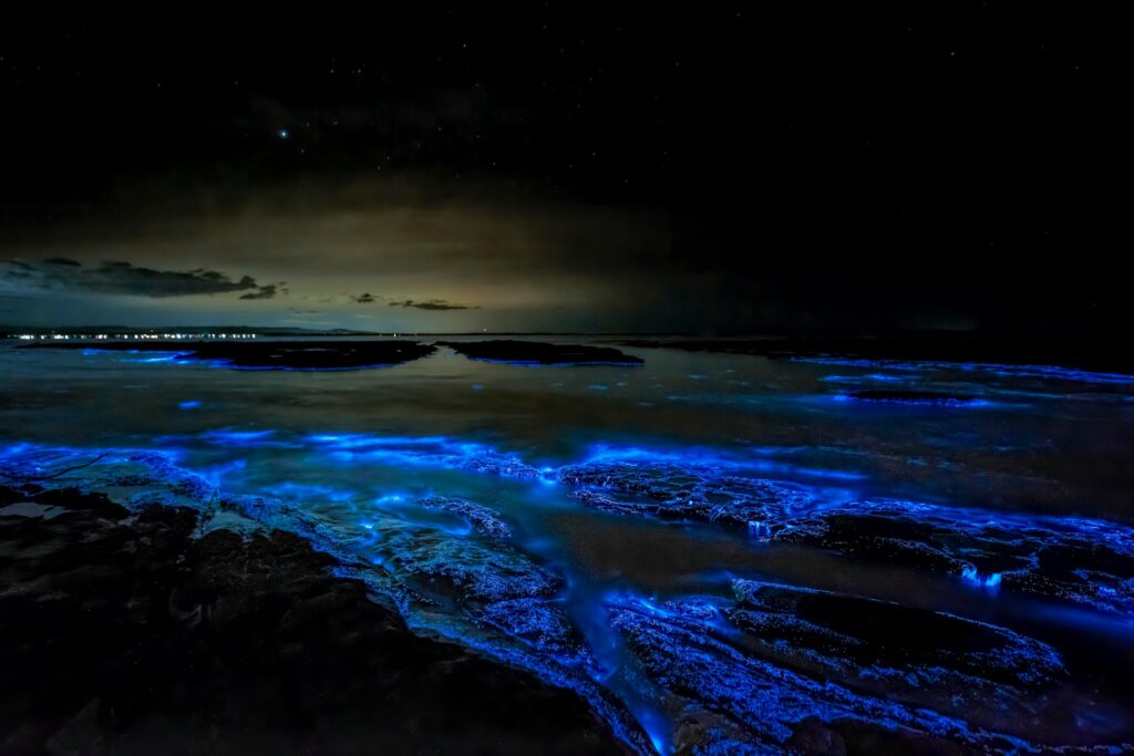 Bioluminescent beach