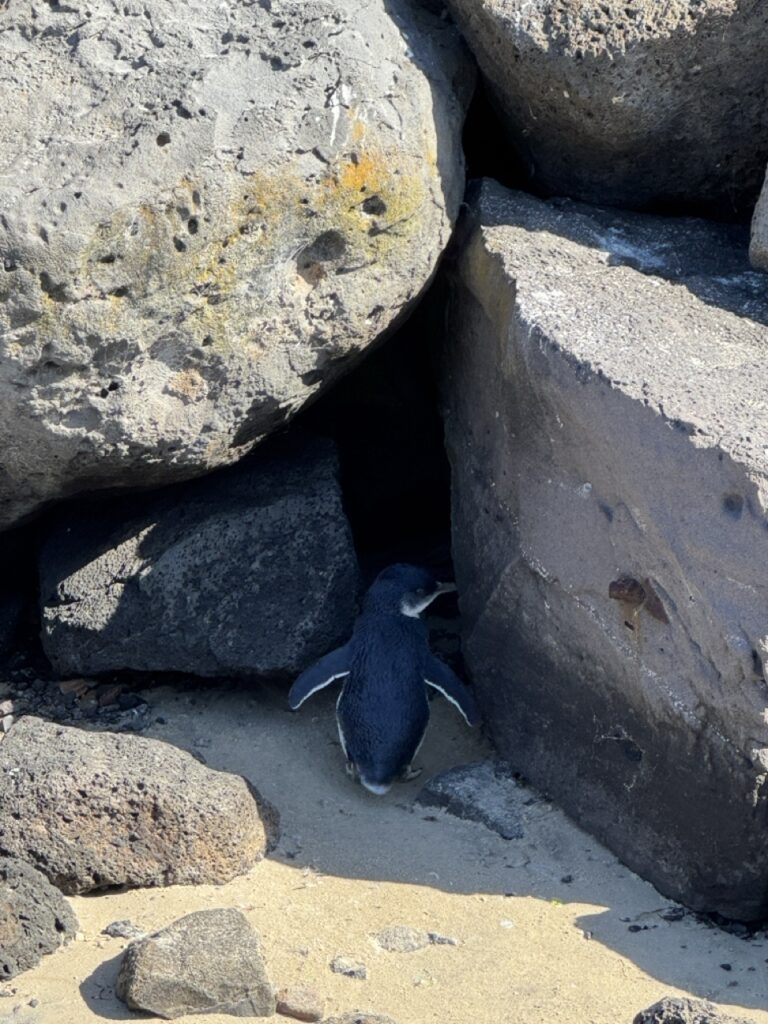 fairy penguin in australia