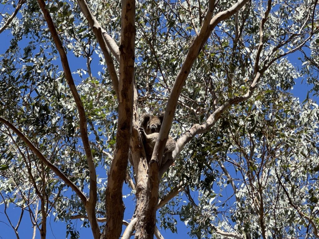 Koala in Australia