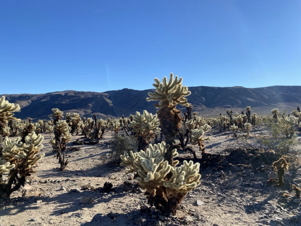 Joshua Tree National Park
